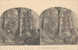 CPA STEREO - L'HIVER DANS LA FORET - Stereoscope Cards