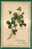 BIRTHDAY -  VF 1911 BALTIMORE POSTCARD - CLOVER OF 4 LEAVES - Birth