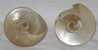 2 Coquillage - Nacre - - Coquillages