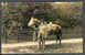 United States US Iowa Harlan 1913 Real Photo To Denmark Andrew I Christensen And His Horse - Otros & Sin Clasificación