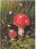 AMANITA MUSCARIA HUGHES & COLEMAN -FUNGHI   CHAMPIGNONS – MUSHROOMS  PILZE – SETAS   PADDESTOEL - Mushrooms