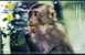 Endangered Specie Rare Animal Monkey  ,   Prepaid Card   , Postal Stationery - Singes