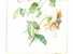 FLEURS . AQUARELLE ANCIENNE NON SIGNEE - Wasserfarben