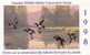 Timbre Neuf ** Carnet CANADA 1998 / Conservation De L'Habitat - Duck Booklet -  Animal Oiseau Canard - Ente - Andere & Zonder Classificatie