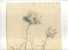 - ETUDE DE FLEURS  . DESSIN  D´ELEVE SIGNE ET DATE 1906 ? - Dibujos