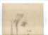 - PROFIL DE FEMME . DESSIN SIGNEE ET DATE 1905 ? - Drawings