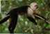 Costa Rica - Monkey Singe - Capuchin - Circulée - Used - Apen