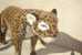 JOUET ANCIEN / PELUCHE / LEOPARD  ECHELLE 1  EPOQUE 1970/80 / 120CM X 60CM  / PARFAIT  ETAT - Cuddly Toys