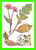 CARTES MAXIMUM - FLEURS, ARBRES, PLANTES - RUSSIE - CCCP - 1985 - - Cartoline Maximum