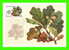 CARTES MAXIMUM - RS, ARBRES - RUSSIE - CCCP - 1980 - - Cartes Maximum