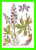 CARTES MAXIMUM - FLEURS, ARBRES, PLANTES - RUSSIE - CCCP - 1985 - - Maximumkaarten