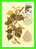 CARTES MAXIMUM - FLEURS, ARBRES, PLANTES - RUSSIE - CCCP - 1980 - - Maximum Cards