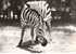 CPSM.  ZEBRE. AU DOS PUB TRANSFUSINE...DATEE 1959. DENTELLEE. - Zebras