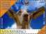 Delcampe - REPUBBLICA DI SAN MARINO - ANNO 2009 - CONCORSO: FOTOGRAFA IL TUO ANIMALE DOMESTICO - NUOVI ** MNH - Ungebraucht