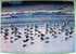 Belgium 1976 Illustrated Postcard, Birds, Beach, Sent To Belgium - Aquatic Birds - Sea - Church Stamp - Briefe U. Dokumente