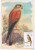 Poland 1983 Lesser Kestrel Falco Naumanni Small Falcon Eagle, Canceled In Ciechocinek - Maximum Cards