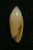 N°2273  //  MITRA ( Imbricaria )  OLIVAEFORMIS   " Nelle-CALEDONIE "  //  F++ :  GROSSE : 15,8mm  //  ASSEZ COURANTE . - Seashells & Snail-shells