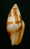 N°2283  //  MITRA ( Nebularia ) CHRYSOSTOMA   " Nelle-CALEDONIE " //  F++  : GEANTE : 45mm  //  ASSEZ RARE  . - Seashells & Snail-shells