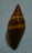 N°2289  //  MITRA ( Nebularia )  AURANTIA  " Nelle-CALEDONIE " //  F+++  :  GROSSE : 38mm  //  PEU COURANTE  . - Muscheln & Schnecken