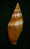 N°2296  //  MITRA ( Mitra )  AMBIGUA   " Nelle-CALEDONIE "  //  F++  :  GROSSE :  44,1mm  //   RARE . - Seashells & Snail-shells