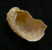 N°2473 //  STOMATIA  PHYMOTIS   " Nelle-CALEDONIE "  //  F+++ :  14,3mm //   RARE  . - Seashells & Snail-shells