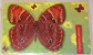 Poland - 11Ke Chip Butterfly, Schmetterling, Papillon - Polonia Auflage - 200 - Tirage - Poland