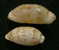 N°2605 //  CYPRAEA  TERES TERES " MELANISTIQUE & TRES ROSTREE "  " Nelle-CALEDONIE " //  FINE :  33,7mm // RARISSIME . - Seashells & Snail-shells
