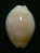 N°2622 //  CYPRAEA CLANDESTINA " TRES ROSTREE "  " Nelle-CALEDONIE " // F+++ : 17,7mm //  TRES RARE . - Seashells & Snail-shells