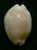 N°2623 //  CYPRAEA CLANDESTINA " HYPER ROSTREE "  " Nelle-CALEDONIE " // F+++ : 19,9mm //  EXTRA RARE . - Seashells & Snail-shells
