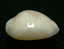 N°2623 //  CYPRAEA CLANDESTINA " HYPER ROSTREE "  " Nelle-CALEDONIE " // F+++ : 19,9mm //  EXTRA RARE . - Seashells & Snail-shells