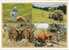 La Fenaison - Vaches Salers Avec Leur Mouchadou - Elevage