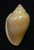N°2730 //  MARGINELLA  GLABELLA " VARIETE "  " SENEGAL " //  GEM  : 25,5mm //   PEU COURANTE . - Seashells & Snail-shells