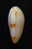 N°2749 //  MARGINELLA ( Leptegouana )  GUTTATA  " NICARAGUA " //  GEM  : 17,7mm //   ASSEZ RARE . - Seashells & Snail-shells