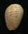 N°2756 //  MARGINELLA ( Persicula )  CINGULATA  " CAPE VERDE " //  F++  : 15,7mm //   PEU COURANTE . - Seashells & Snail-shells