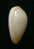 N°2771 //  MARGINELLA ( Prunum )  LEONARDHILLI  " PANAMA " //  GEM  : 16,8mm //   ASSEZ RARE . - Seashells & Snail-shells