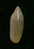N°2780 //  MARGINELLA ( Volvarina ) AVENA   " PANAMA " //  GEM  : 13,3mm //   ASSEZ RARE . - Seashells & Snail-shells
