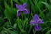 E-10zc/R1^^  Iris Flower  , ( Postal Stationery , Articles Postaux ) - Serpientes
