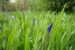 E-10zc/R7^^  Iris Flower  , ( Postal Stationery , Articles Postaux ) - Blankoblätter