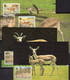 Kropfgazelle WWF-Set147 Bharain 511/4 4x MC 18€ Gazelle 1993 Naturschutz Dokumentation Wild Fauna Gazella Cards Wildlife - Cartes-maximum