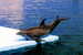 E-10zc/Do  11 ^^  Marine Mammal Dolphin Mammifères Marins   Dauphins , ( Postal Stationery , Articles Postaux ) - Dolphins