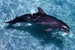 E-10zc/Do  16 ^^  Marine Mammal Dolphin Mammifères Marins   Dauphins , ( Postal Stationery , Articles Postaux ) - Dolphins