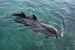 E-10zc/Do  24 ^^  Marine Mammal Dolphin Mammifères Marins   Dauphins , ( Postal Stationery , Articles Postaux ) - Dolphins