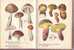 Livre - Pilz-Taschenatlas Von DR. Albert Pilat - Aquarelle Otto Usak (champignons) - Natuur