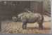 RHINOCEROS. Old Russian Postcard - Neushoorn