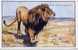 THE AFRICAN LION - ART DRAWN BY E HOOD 1946 - Lions