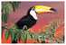 Bird Parrot   , Postal Stationery -- Articles Postaux -- Postsache F     (A11-001) - Perroquets & Tropicaux
