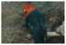 Bird Parrot   , Postal Stationery -- Articles Postaux -- Postsache F     (A11-004) - Pappagalli & Tropicali