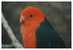 Bird Parrot   , Postal Stationery -- Articles Postaux -- Postsache F     (A11-005) - Perroquets & Tropicaux