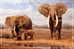 Elephant Eléphant Elefanten , Postal Stationery -- Articles Postaux -- Postsache F   (A24-019) - Eléphants