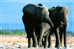 Elephant Eléphant Elefanten , Postal Stationery -- Articles Postaux -- Postsache F   (A24-022) - Elefantes